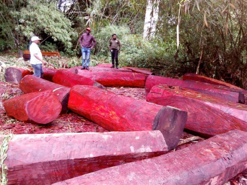 Bois rouge 