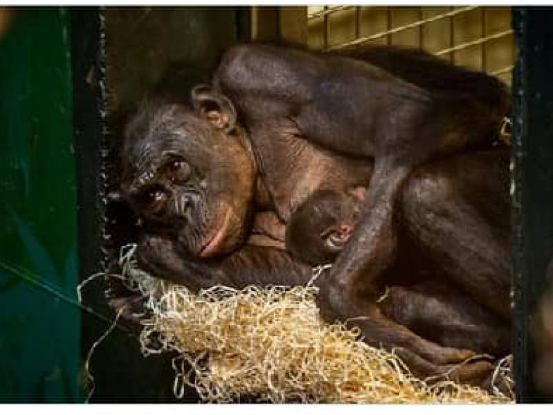 Rdc Braconnage Et Trafic Illicite Deux Trafiquants D Un Bebe Chimpanze Arretes A Kinshasa Finance Times