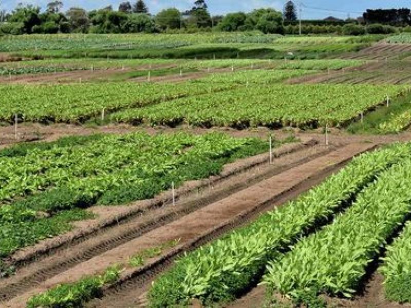 alimentation et l’Agriculture