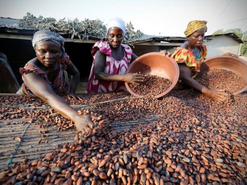 Cacao