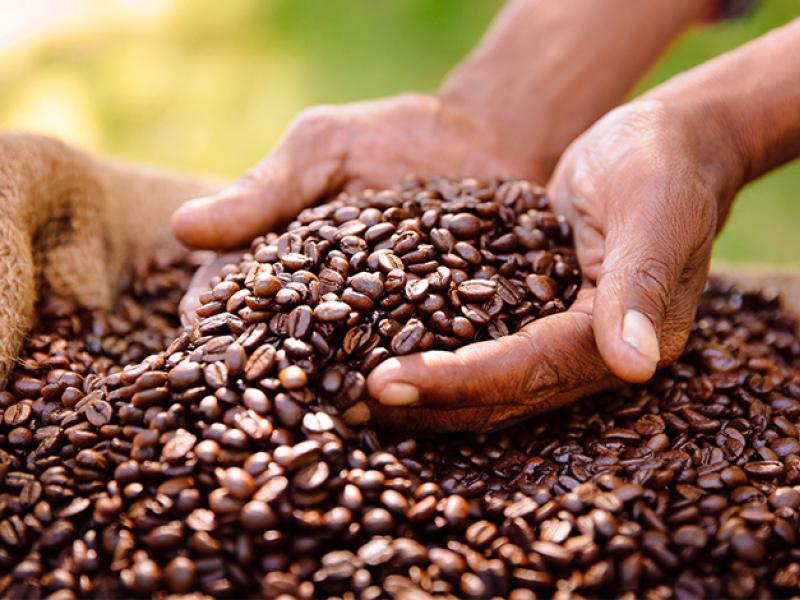 Café arabica