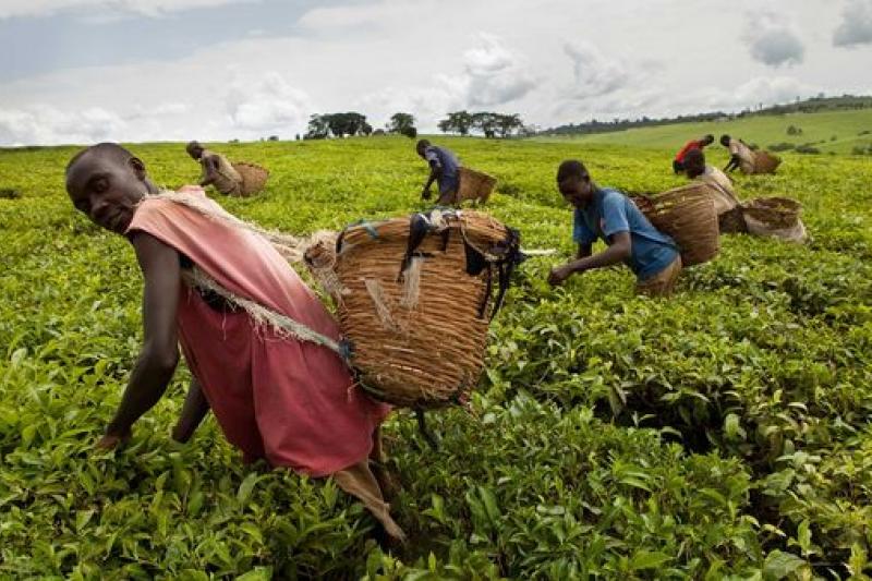 agriculture 