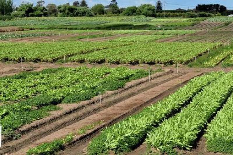 alimentation et l’Agriculture