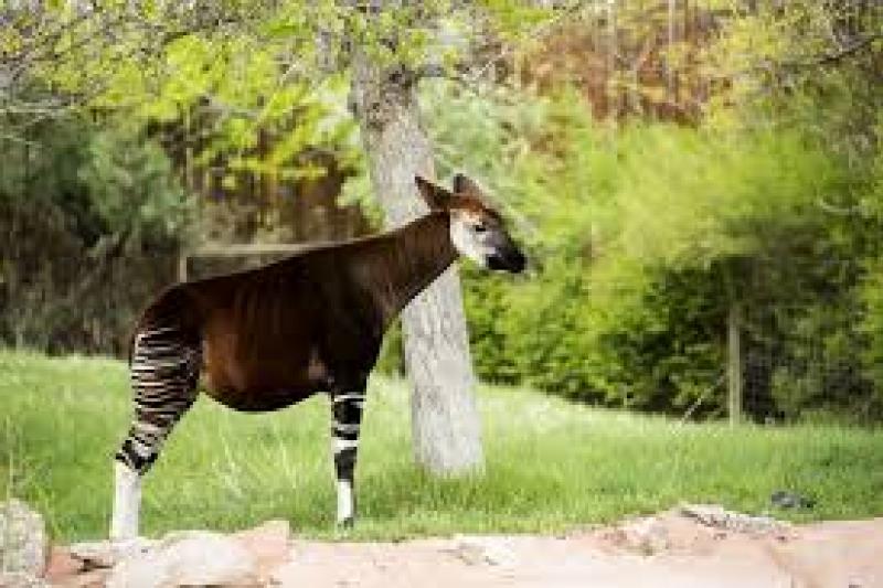 Okapi