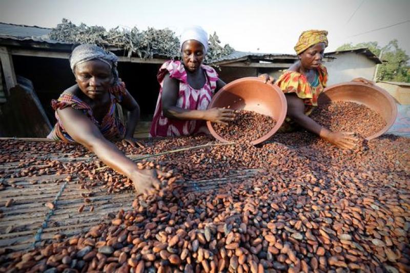 Cacao