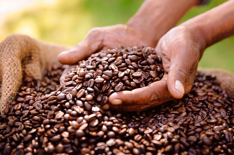 Café arabica